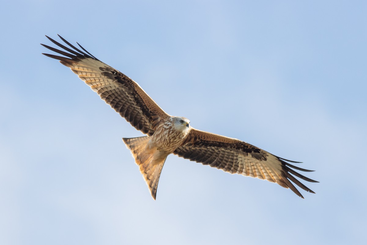 Red Kite - ML643644531