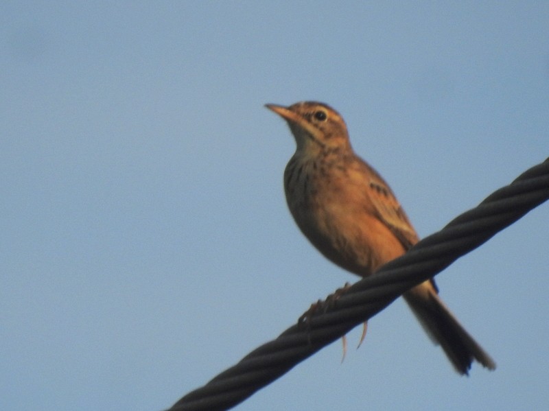 Paddyfield Pipit - ML643644532