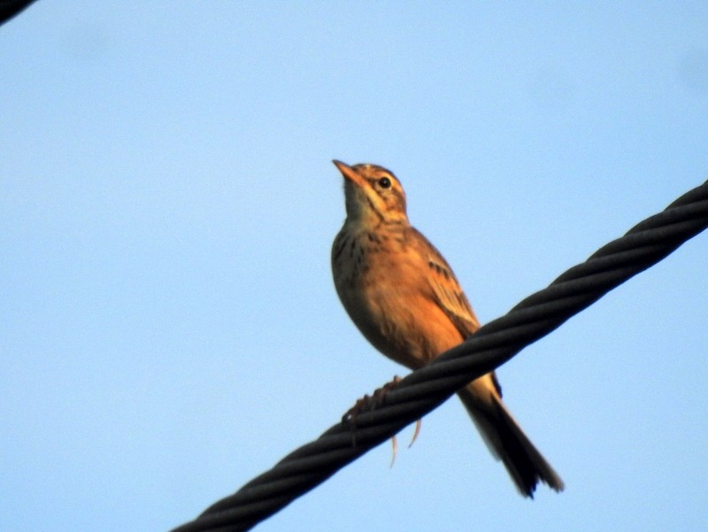 Paddyfield Pipit - ML643644533