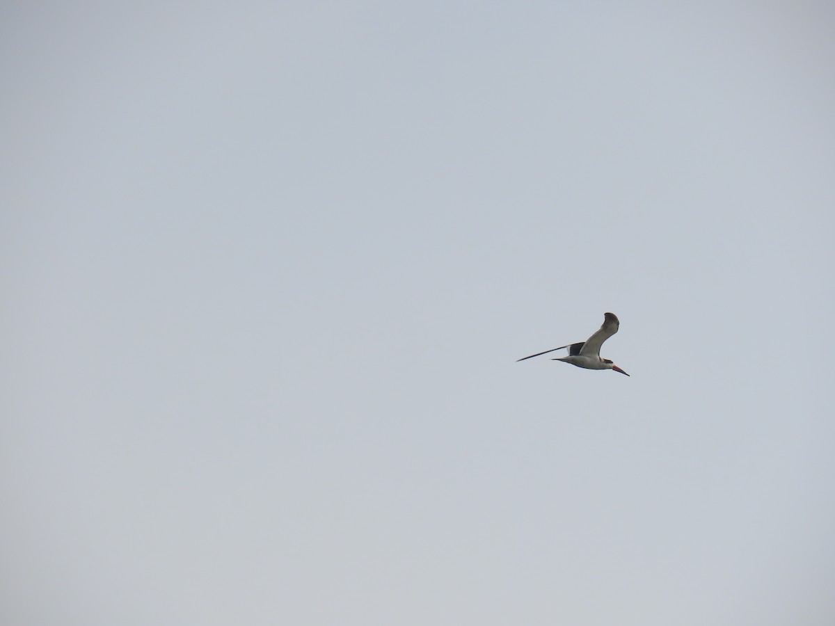 Black Skimmer - ML643644550