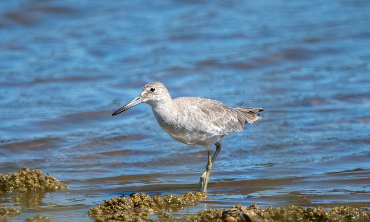 Willet - ML643644572