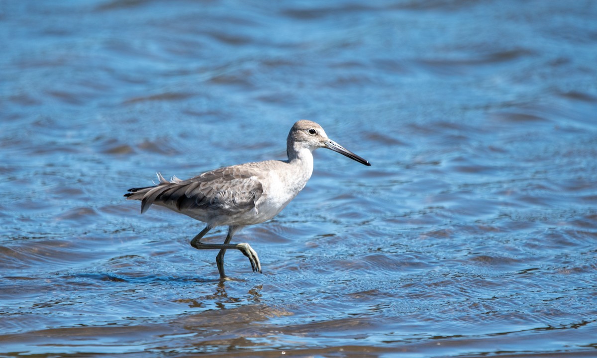 Willet - ML643644573