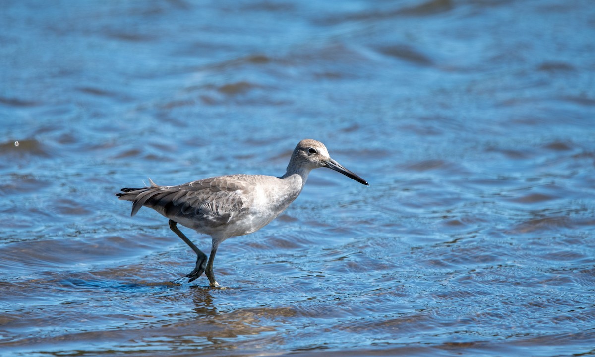 Willet - ML643644574