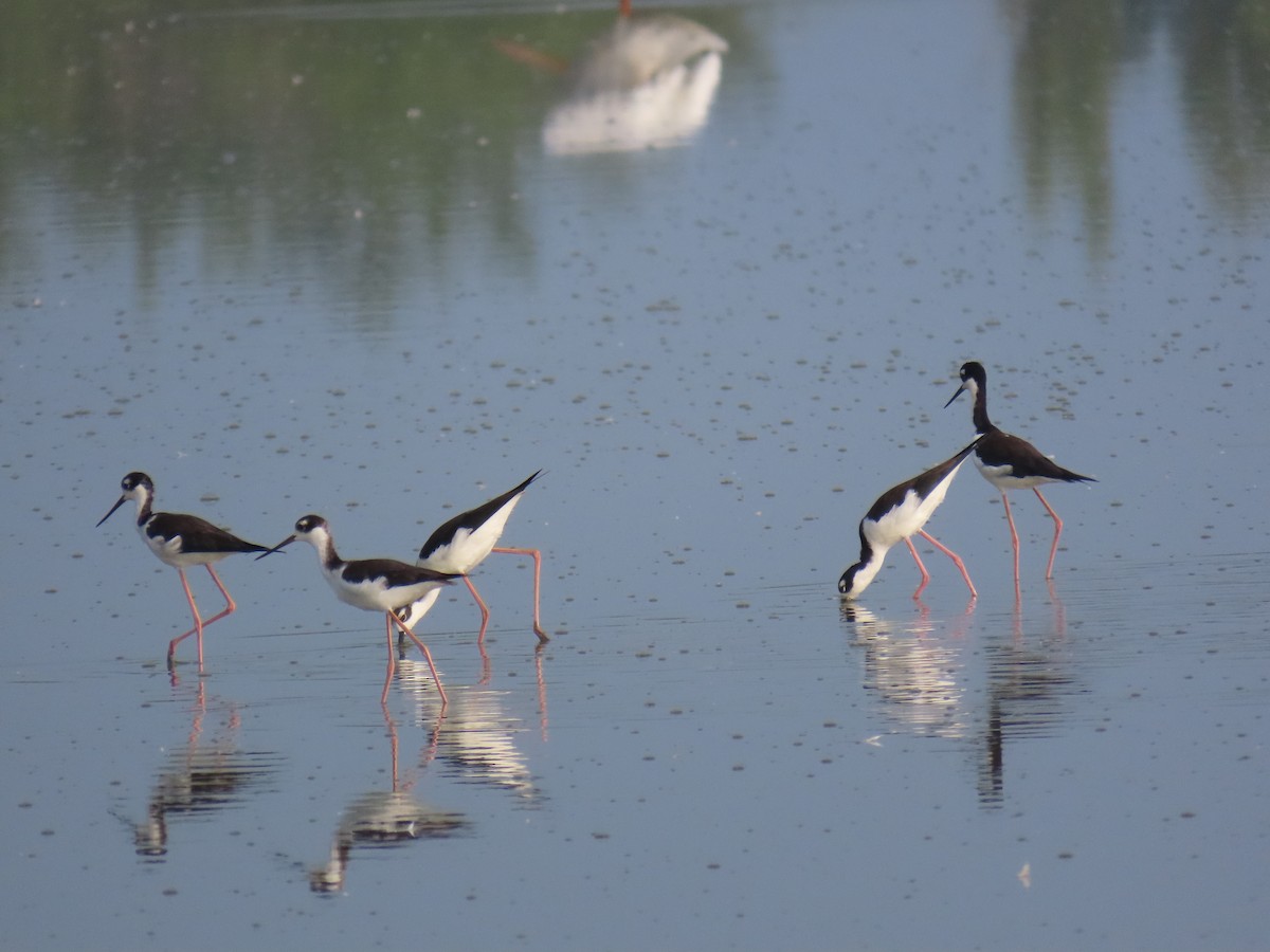 Black-necked Stilt - ML643644582