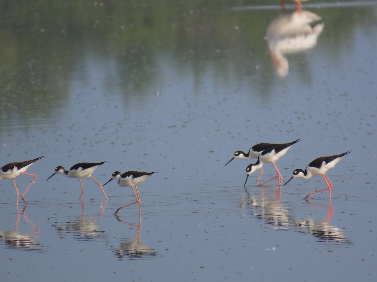 Black-necked Stilt - ML643644584