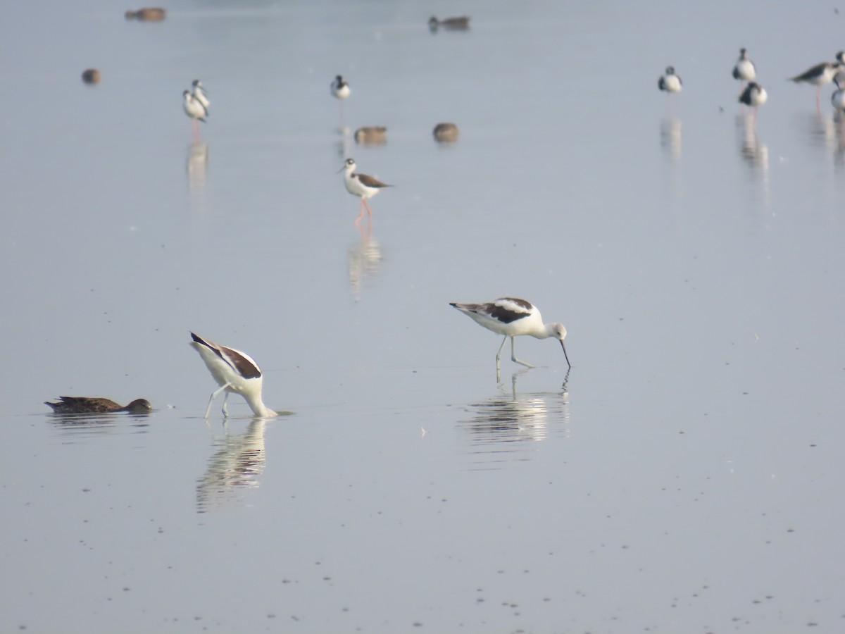 American Avocet - ML643644591