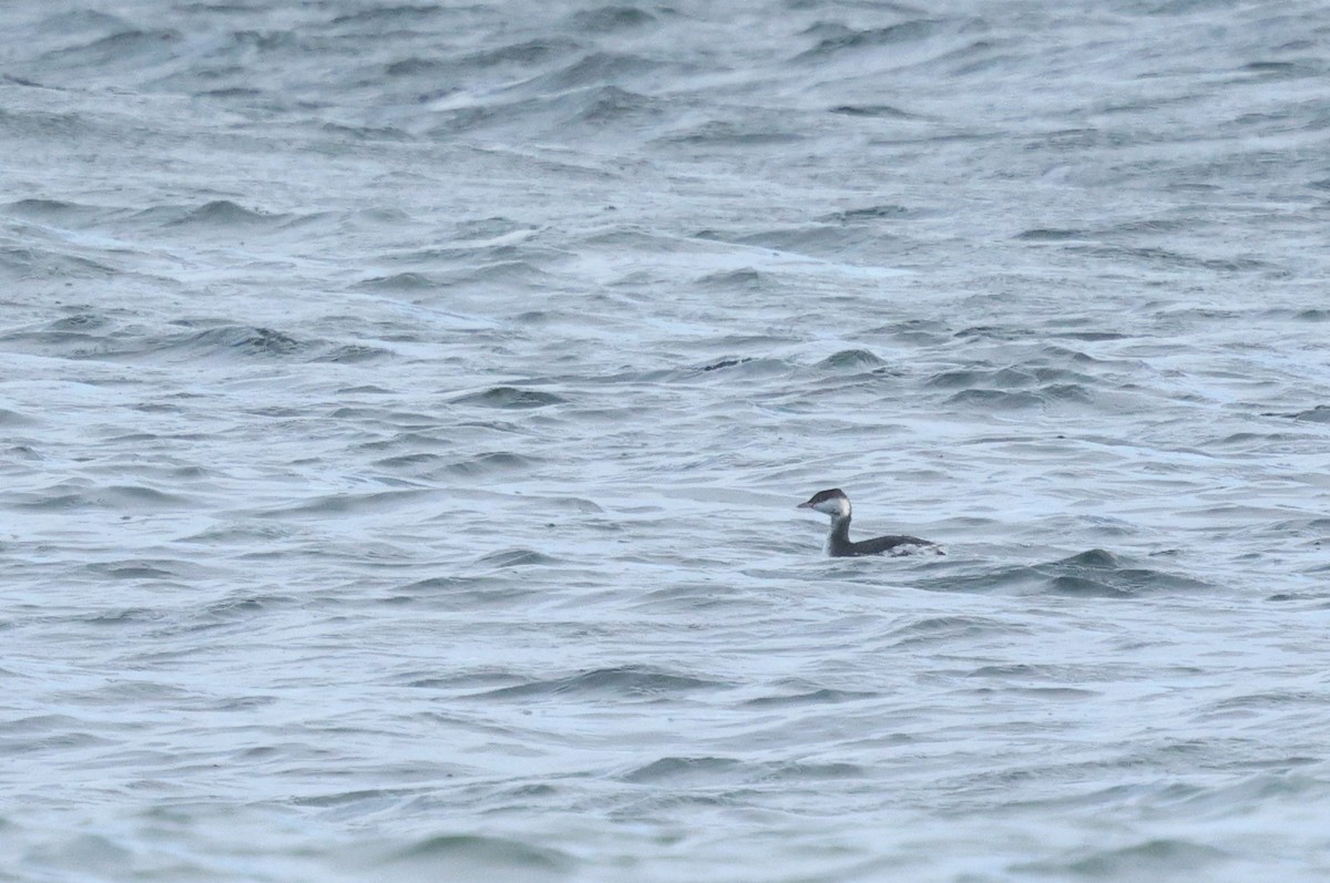 Horned Grebe - ML643644596