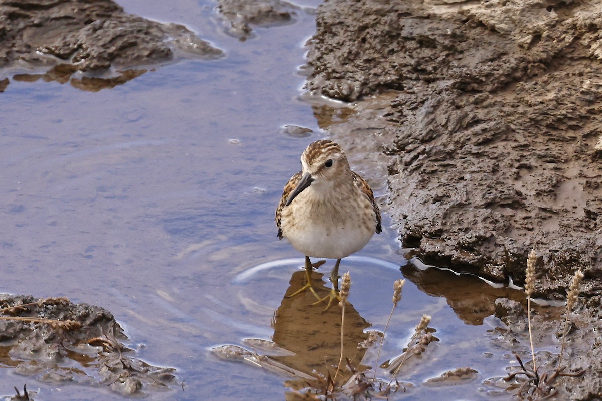 Least Sandpiper - ML643644601
