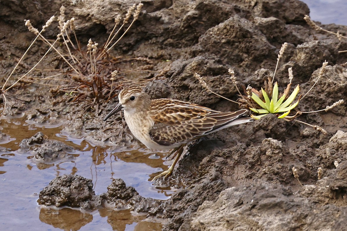 Least Sandpiper - ML643644602
