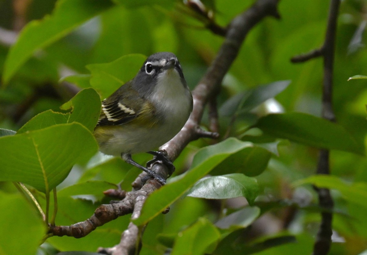 Blue-headed Vireo - ML643644603