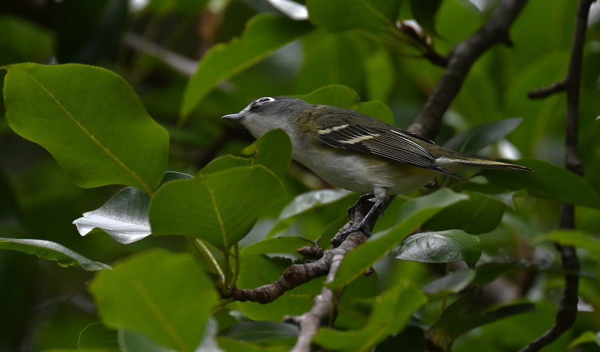 Blue-headed Vireo - ML643644606