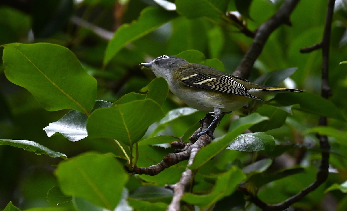 Blue-headed Vireo - ML643644607