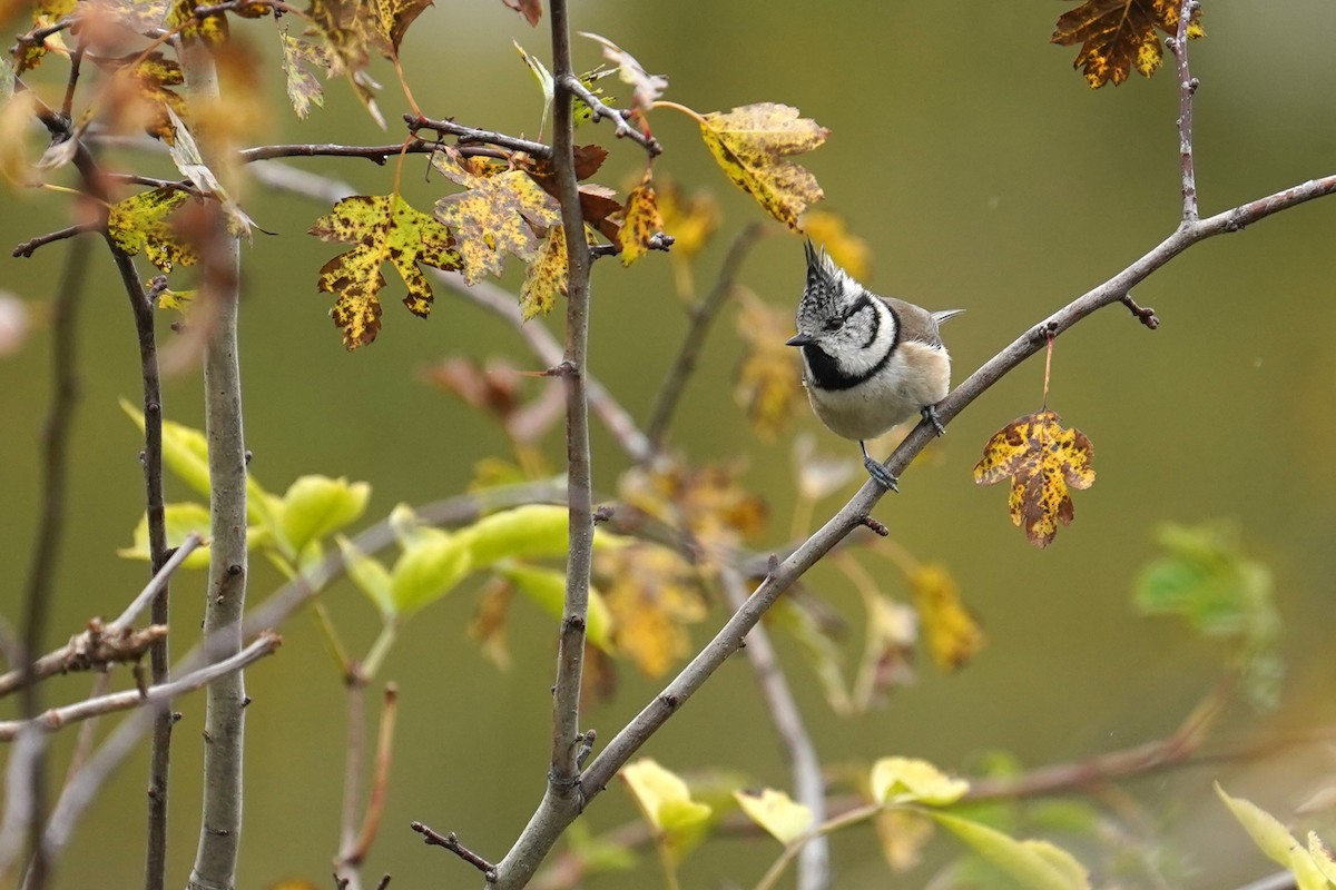 Mésange huppée - ML643644620