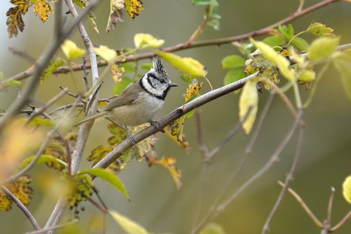 Mésange huppée - ML643644621