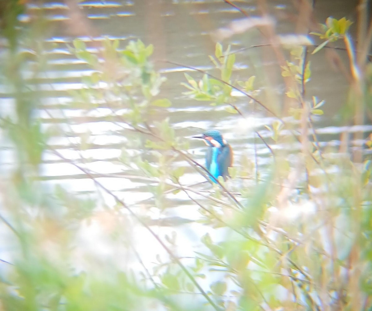 Common Kingfisher - ML643644629