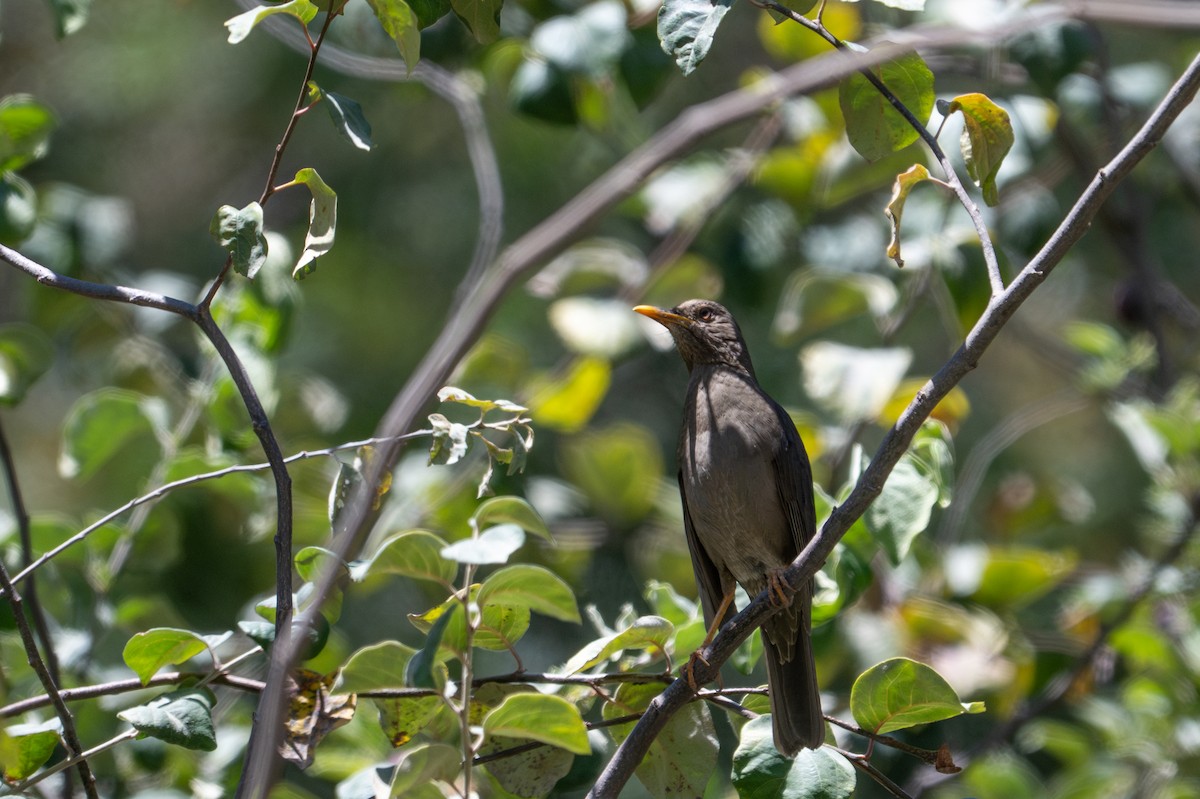 Chiguanco Thrush - ML643644649