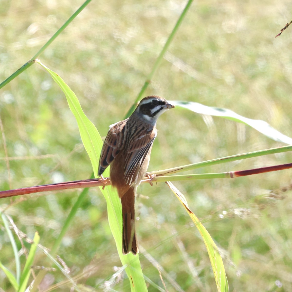 Meadow Bunting - ML643644651