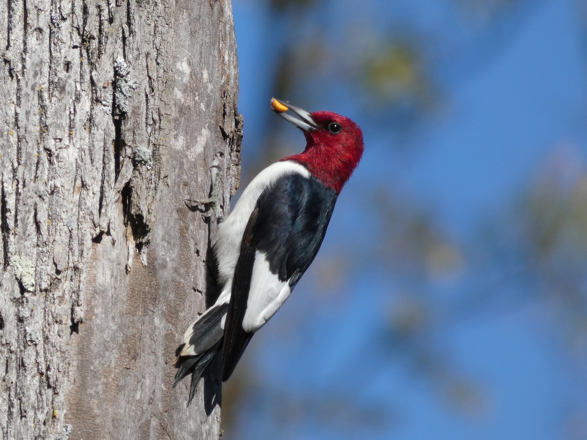 Red-headed Woodpecker - ML643644655