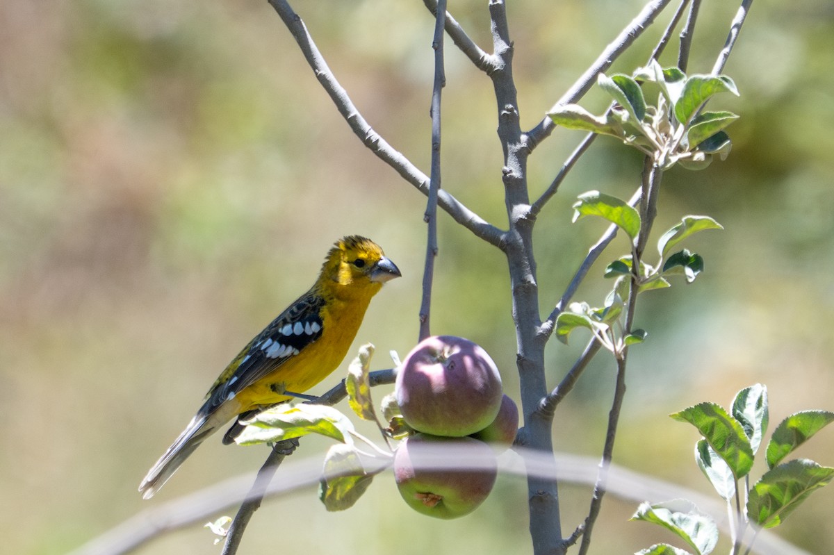 Golden Grosbeak - ML643644658