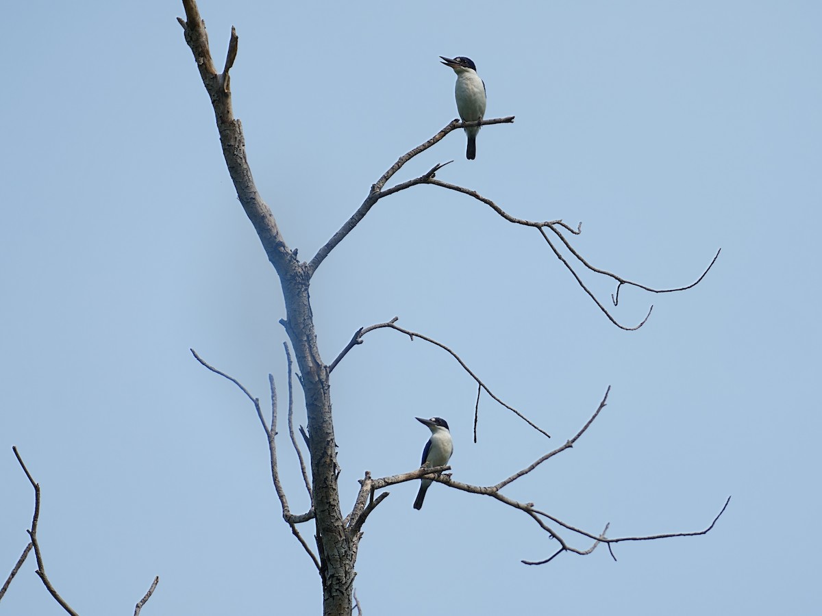 Forest Kingfisher - ML643644659