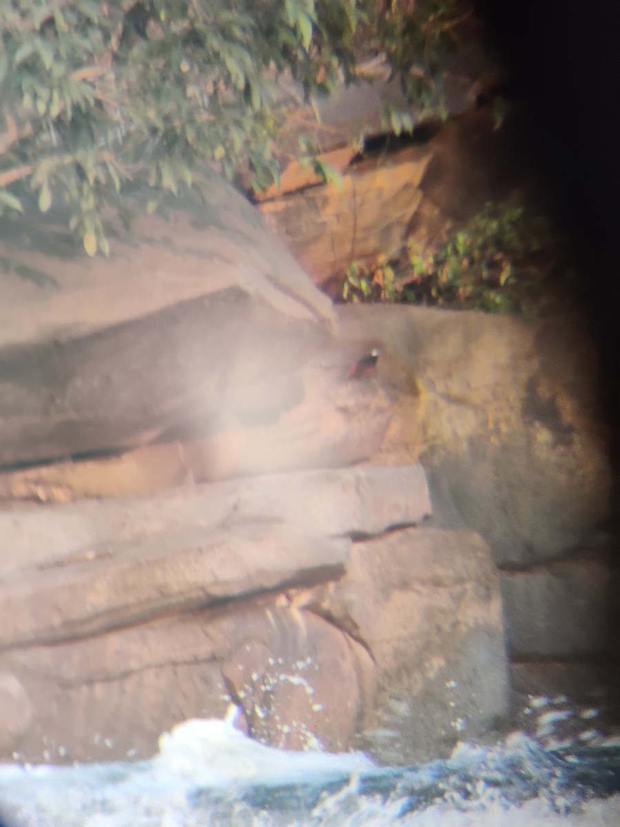 White-capped Redstart - ML643644698