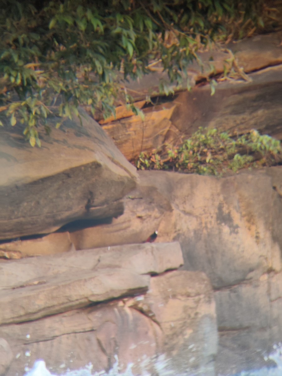 White-capped Redstart - ML643644702