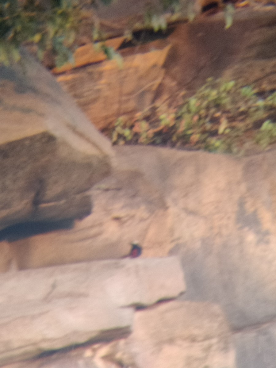 White-capped Redstart - ML643644705