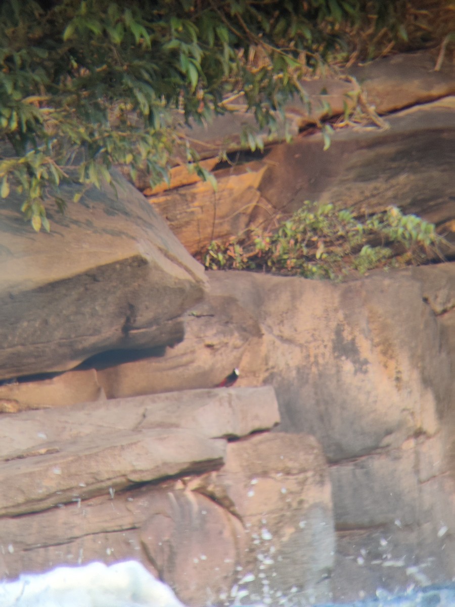 White-capped Redstart - ML643644709