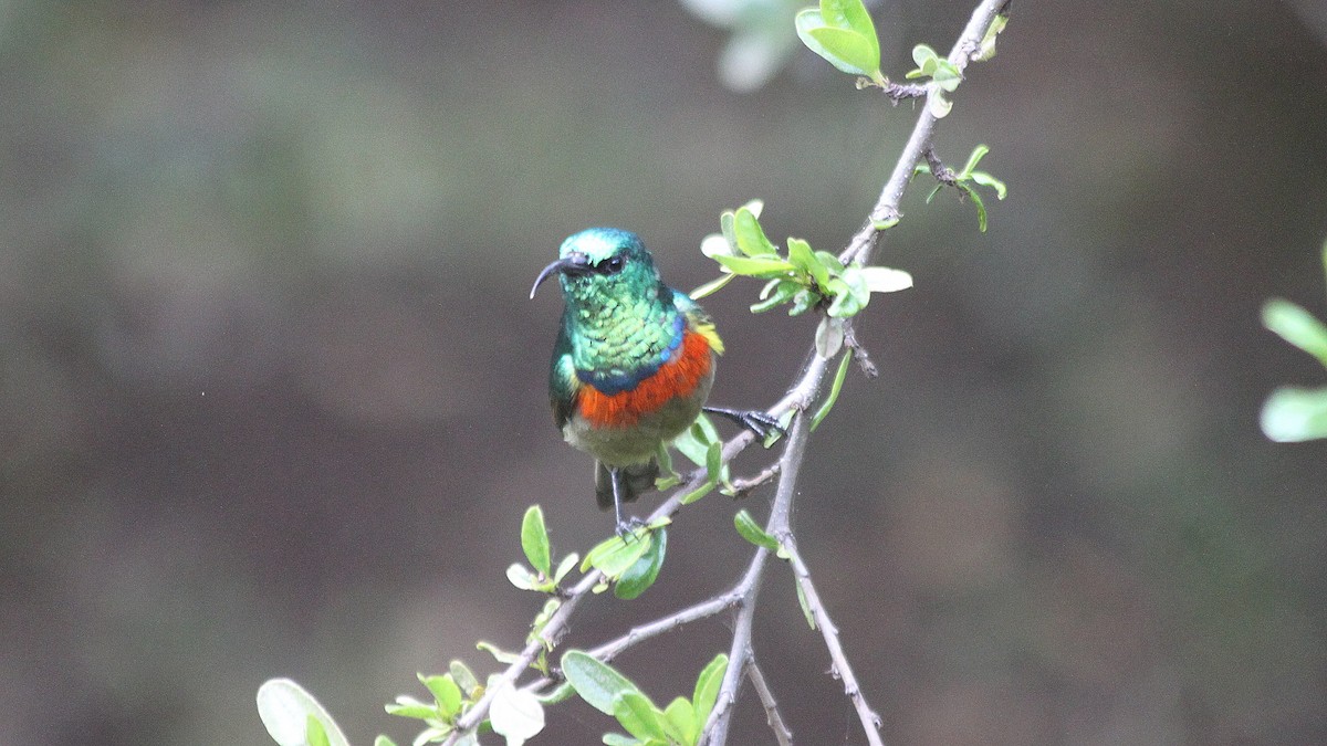 Eastern Double-collared Sunbird - ML643644710