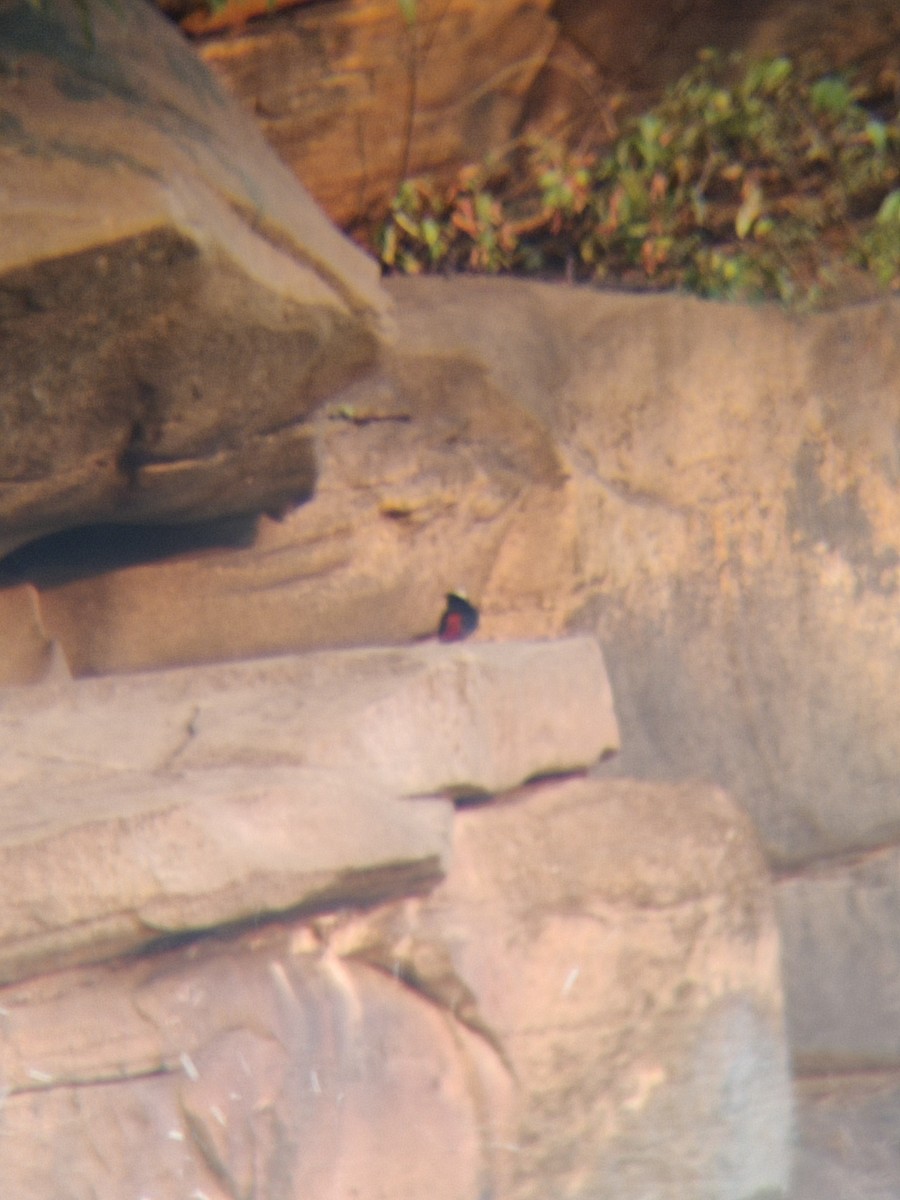 White-capped Redstart - ML643644716