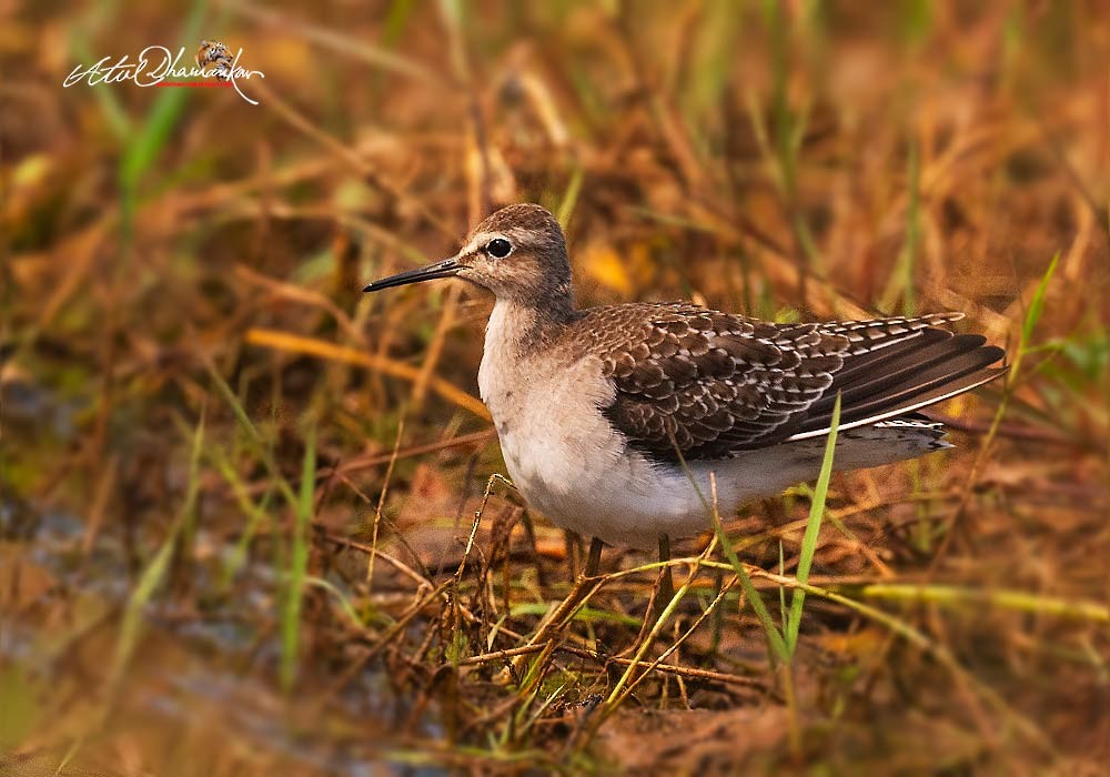 Wood Sandpiper - ML643644720