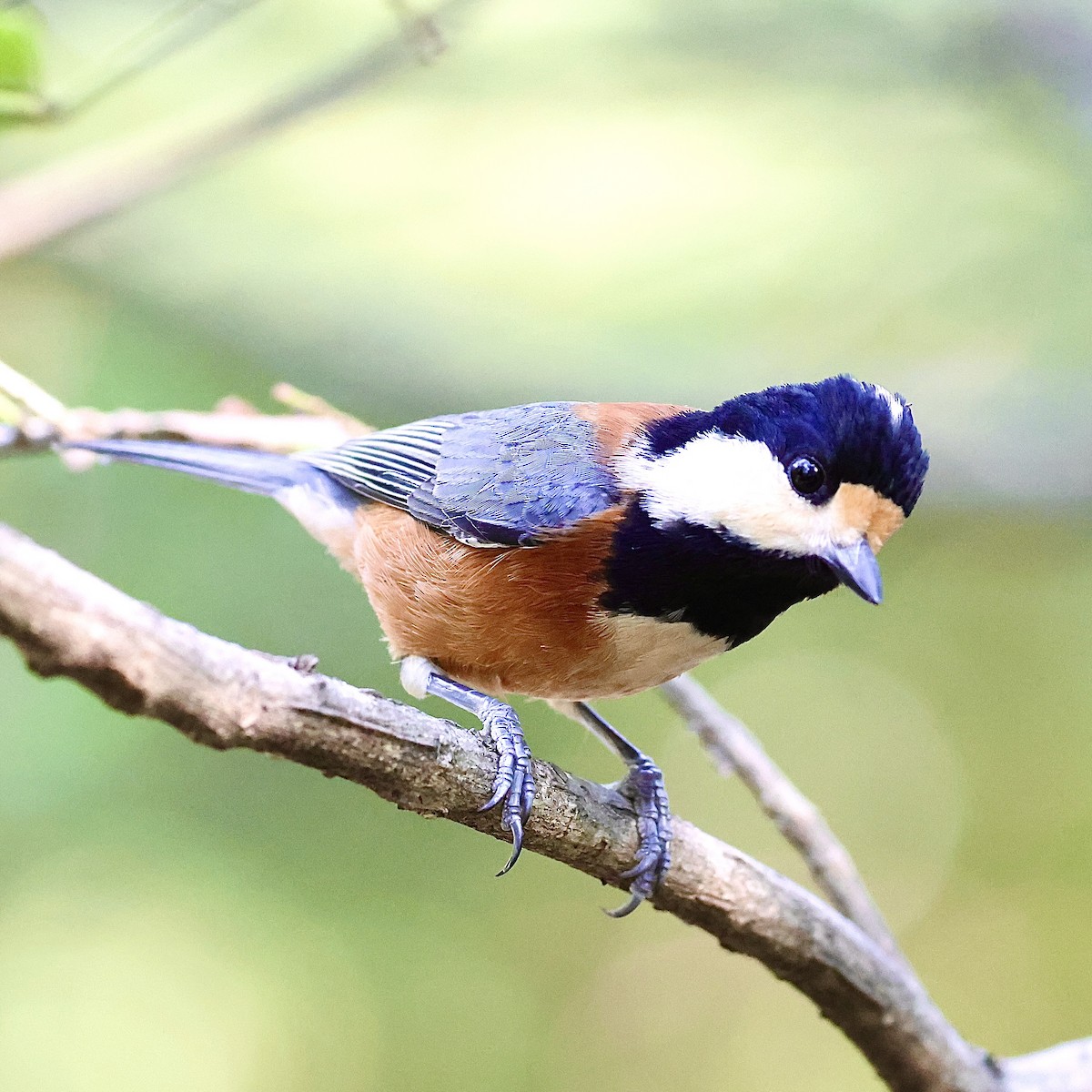Varied Tit - ML643644728