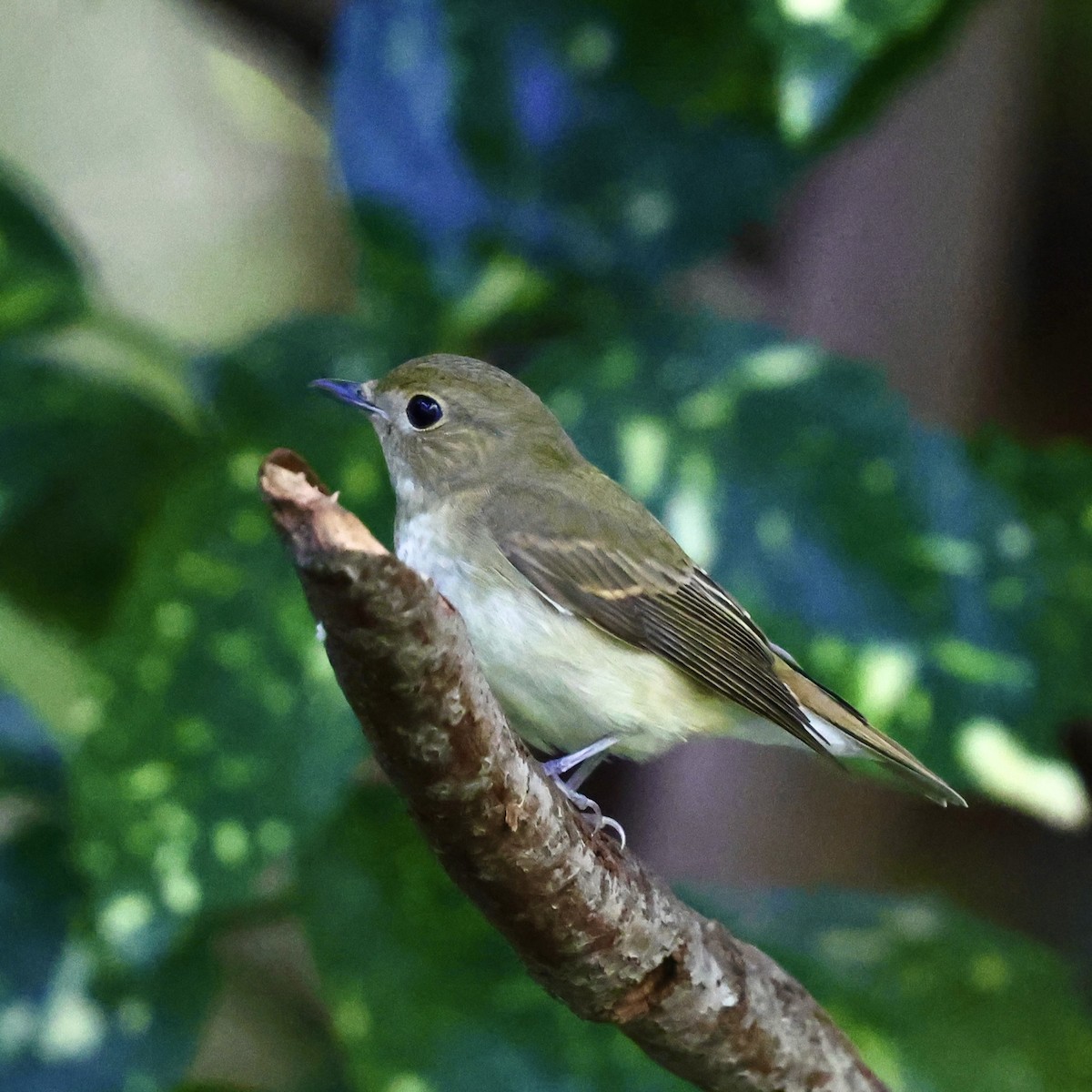 Narcissus Flycatcher - ML643644748