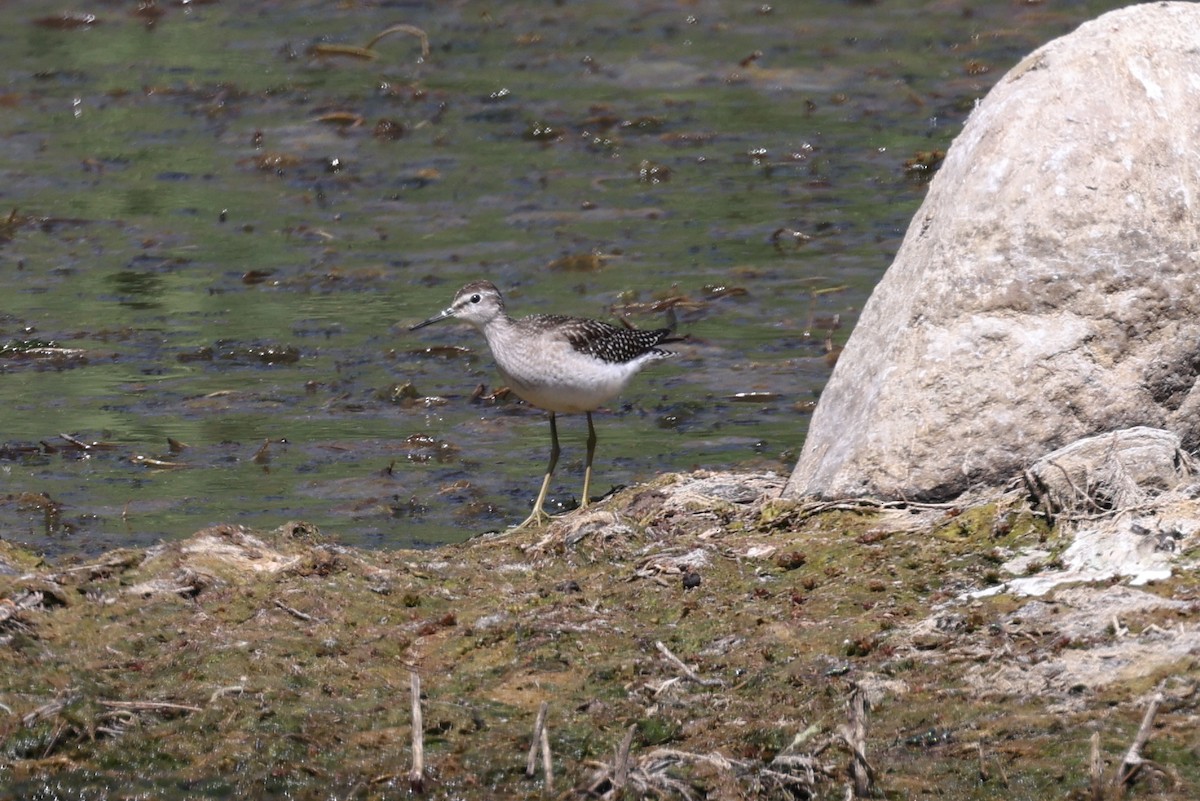 Wood Sandpiper - ML643644767