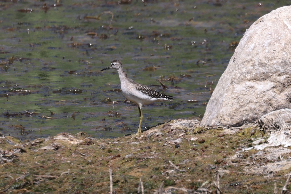 Wood Sandpiper - ML643644768
