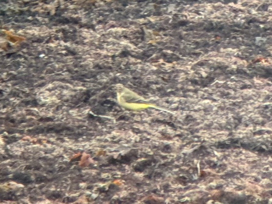 Western Yellow Wagtail (thunbergi) - ML643644769
