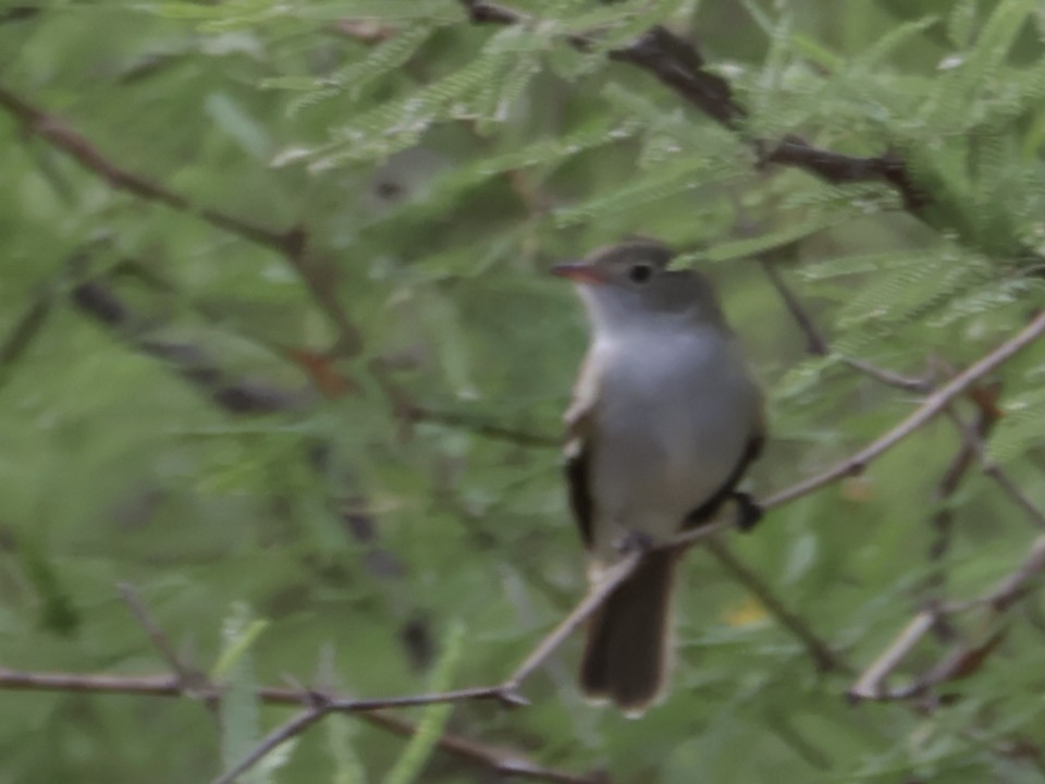 Southern Scrub-Flycatcher - ML643644795