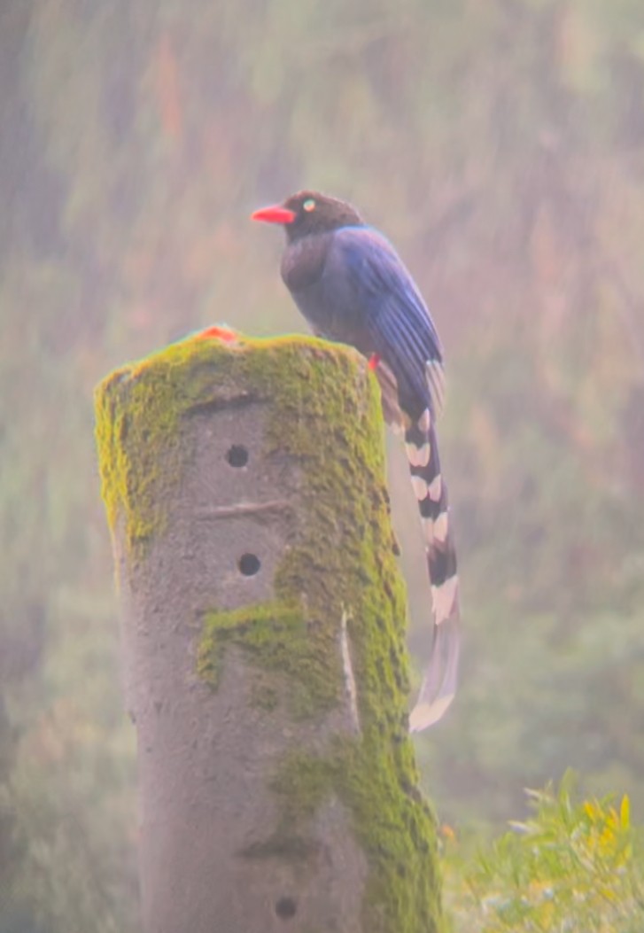 Taiwan Blue-Magpie - ML643644810