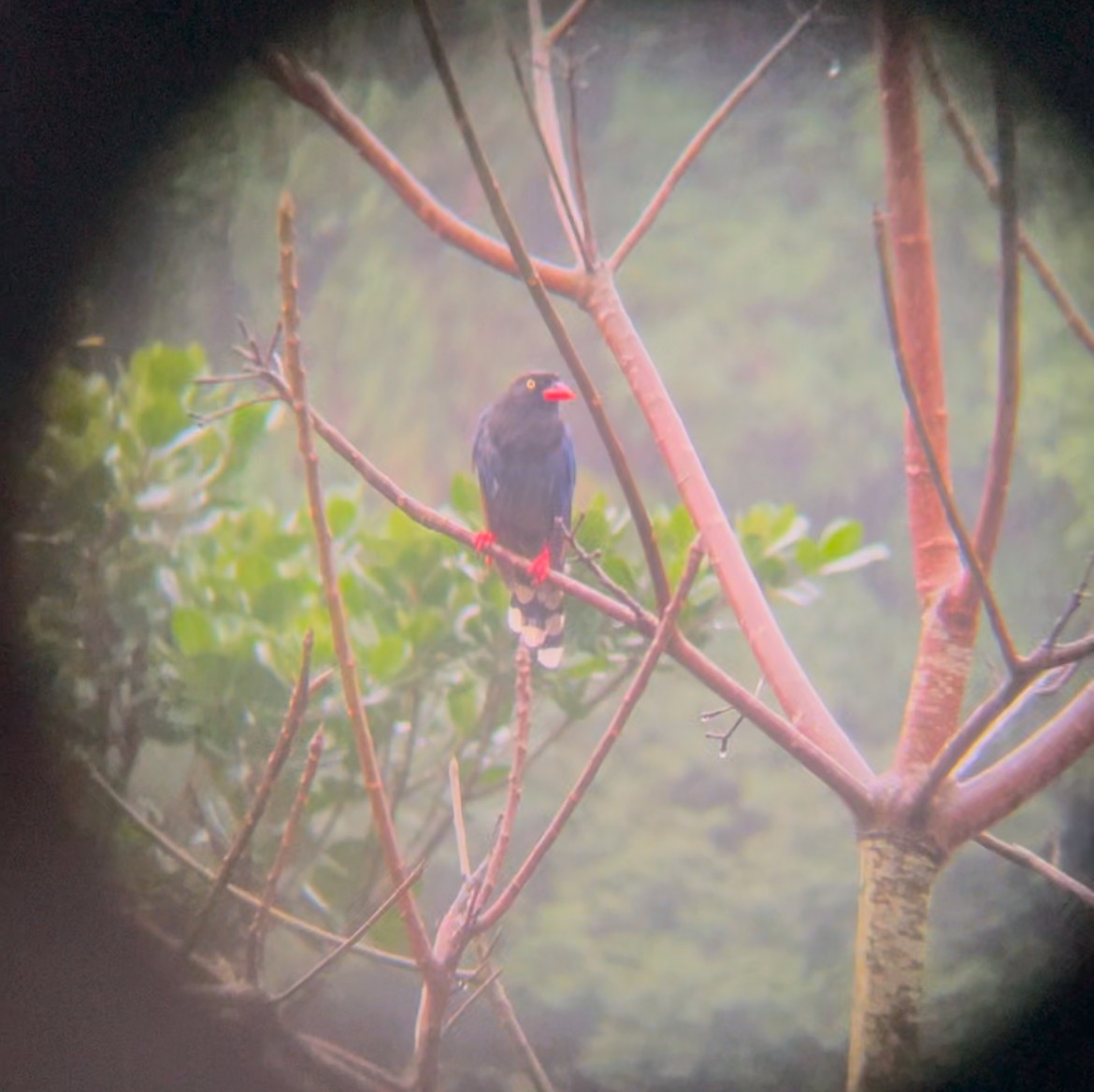 Taiwan Blue-Magpie - ML643644811