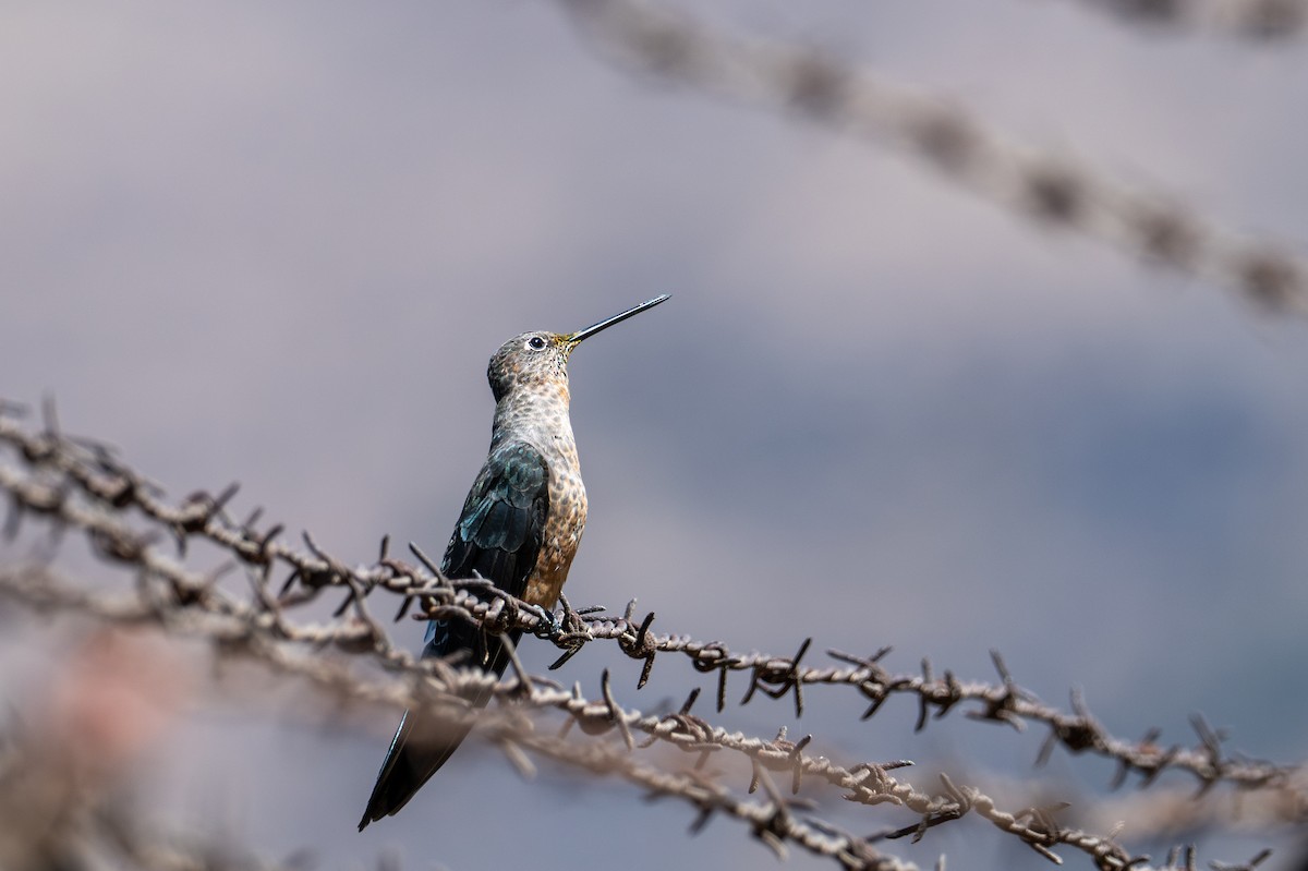 kjempekolibri - ML643644830