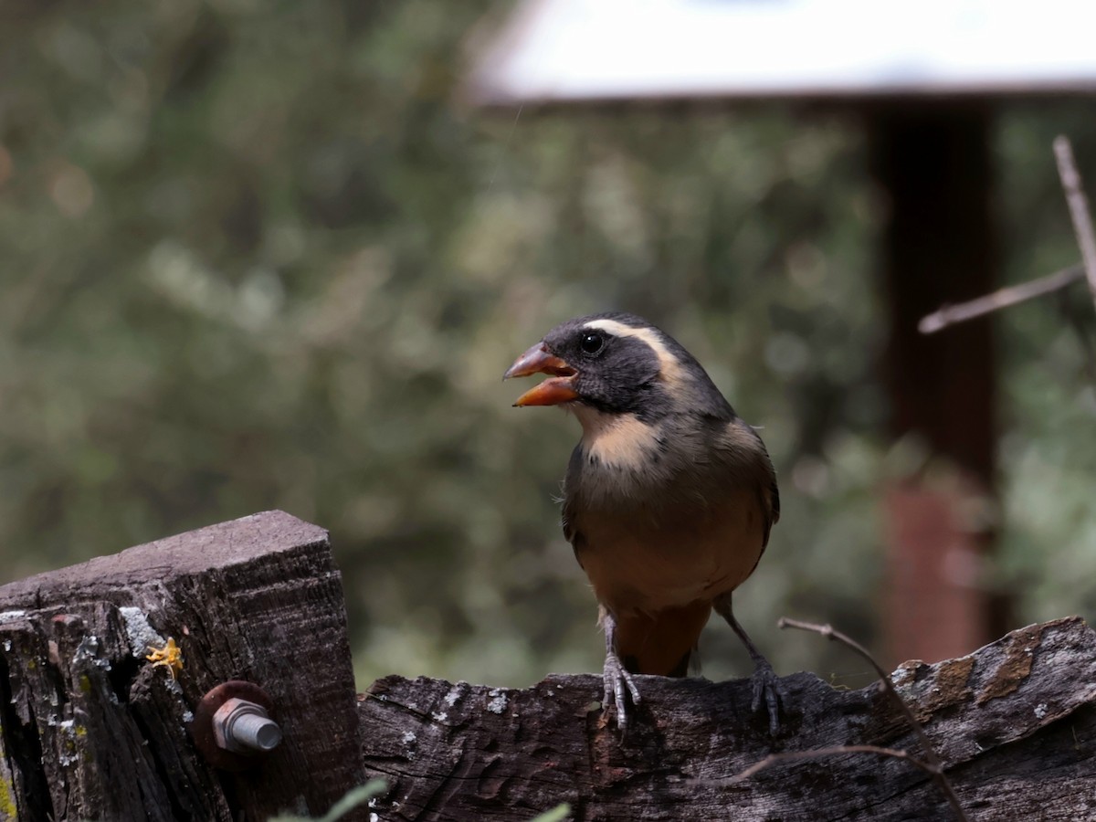 Golden-billed Saltator - ML643644833