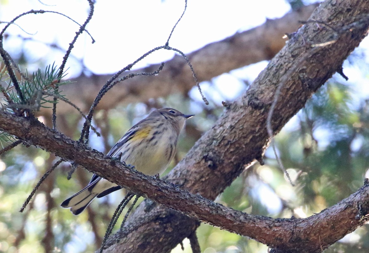 Yellow-rumped Warbler - ML643644843