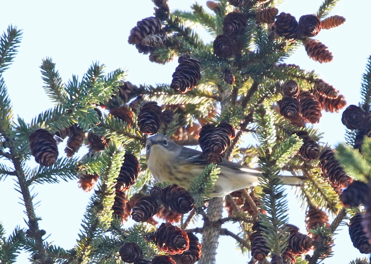 Yellow-rumped Warbler - ML643644844