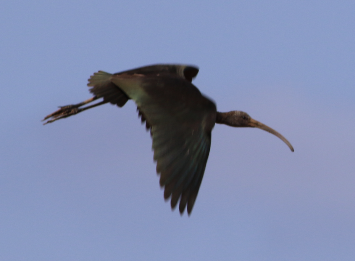 Glossy Ibis - ML643644869