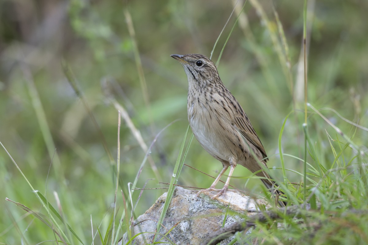 linduška himálajská - ML643644872