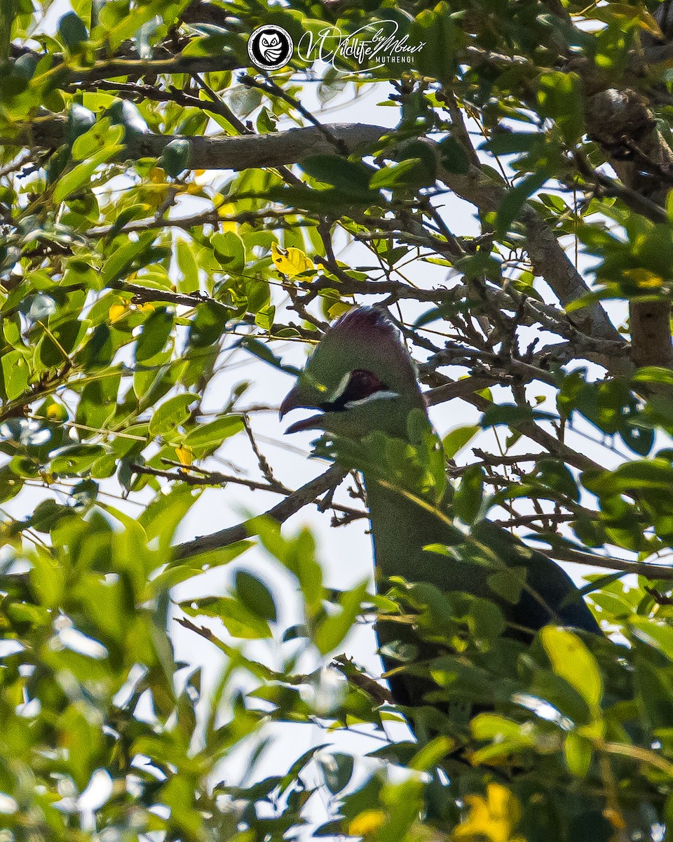 Fischer's Turaco - ML643644873