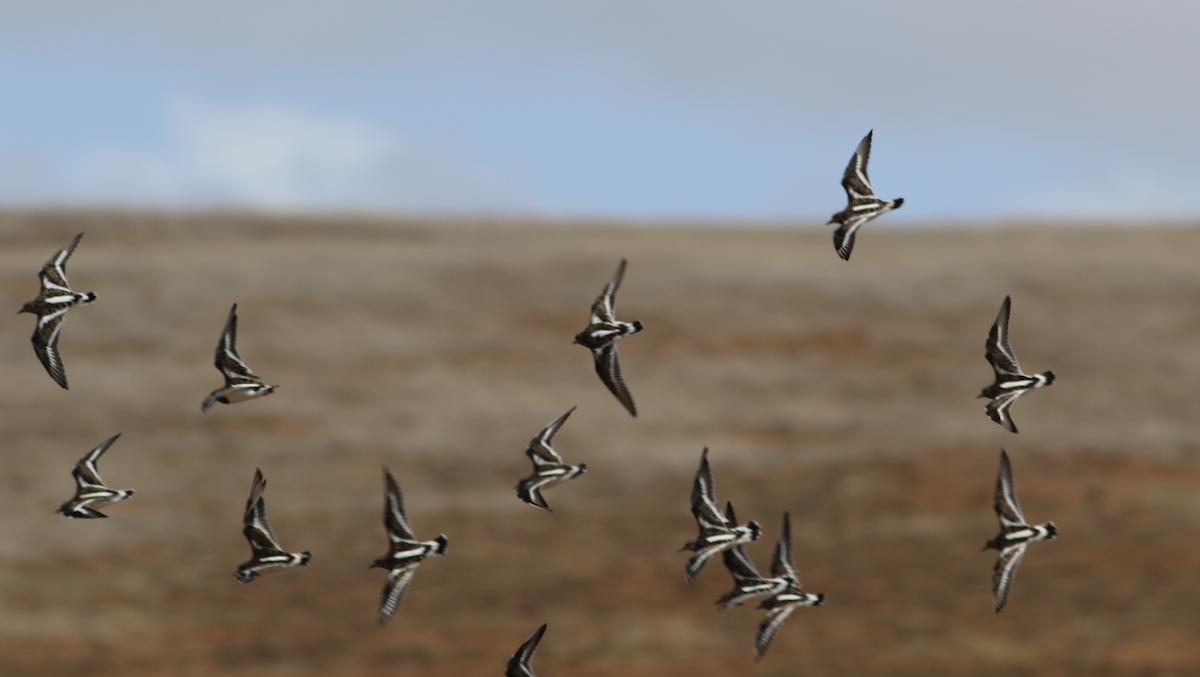 Ruddy Turnstone - ML643644889