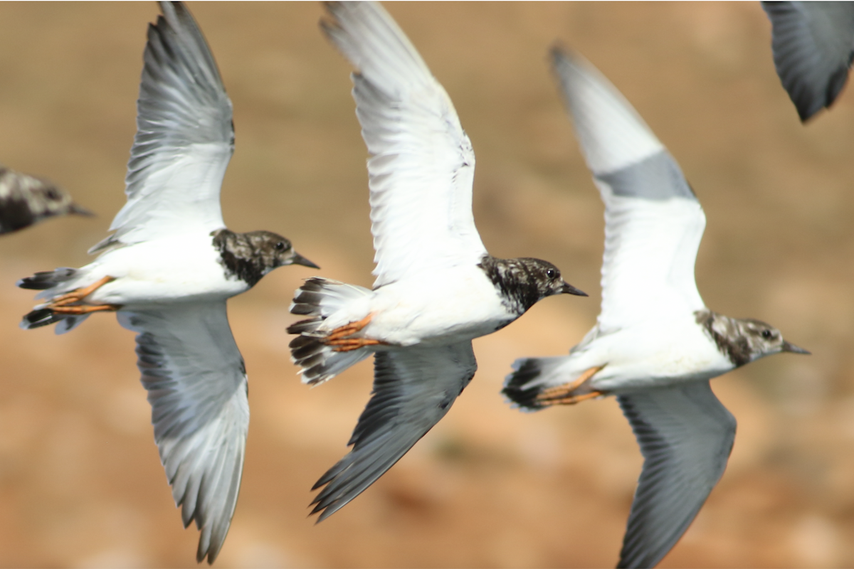 Ruddy Turnstone - ML643644891