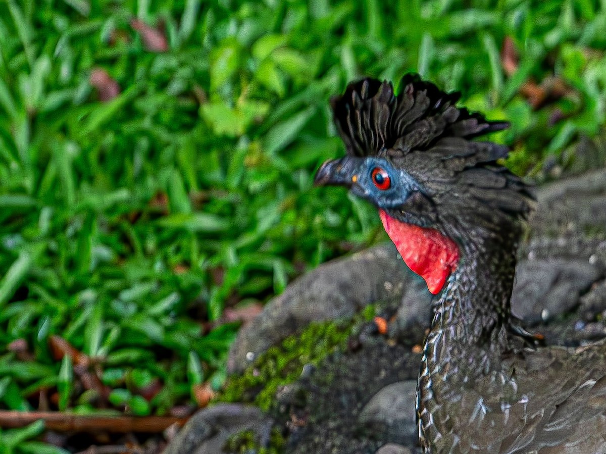 Crested Guan - ML643644899