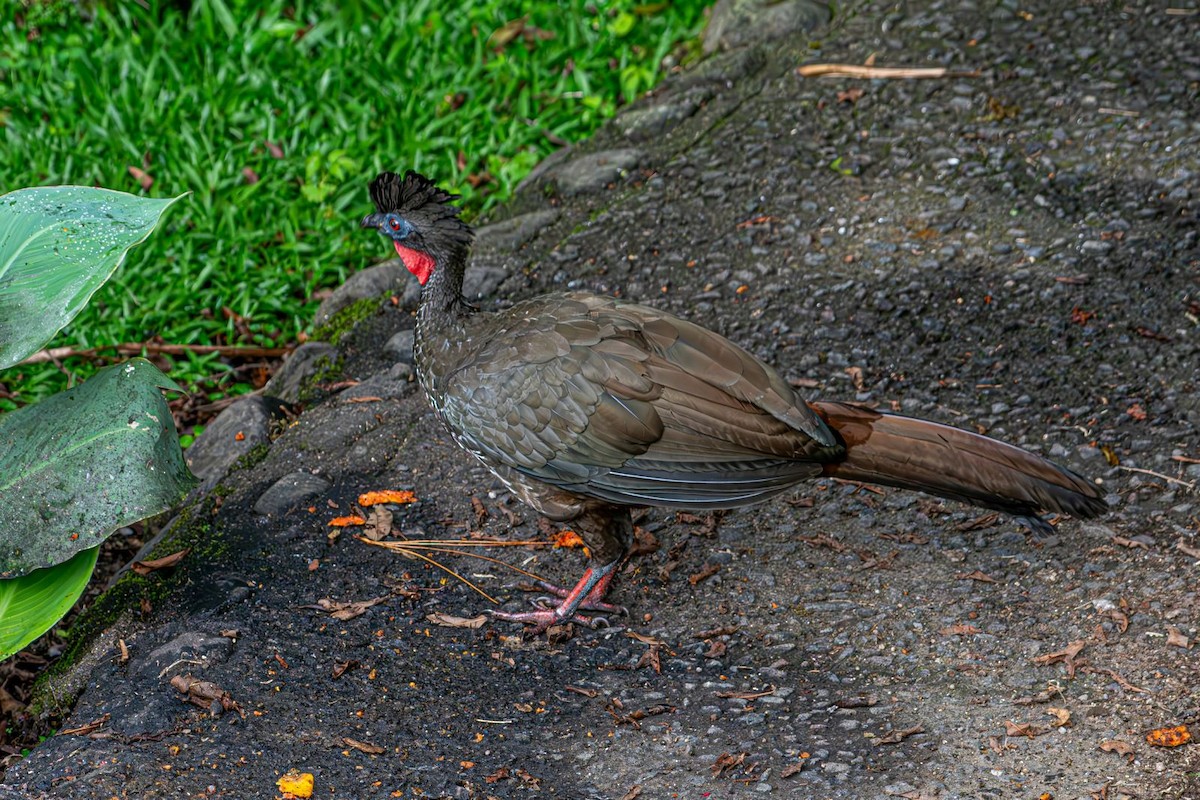 Crested Guan - ML643644900